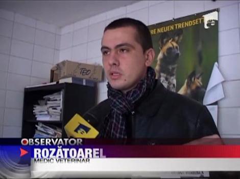 Hrana animalelor de la Zoo, devorata de sobolani