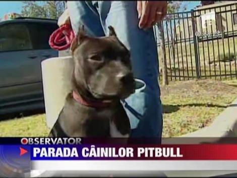 Parada cainilor pitbull
