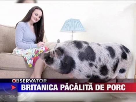 Britanica pacalita de porc
