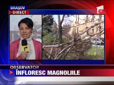 Infloresc magnoliile