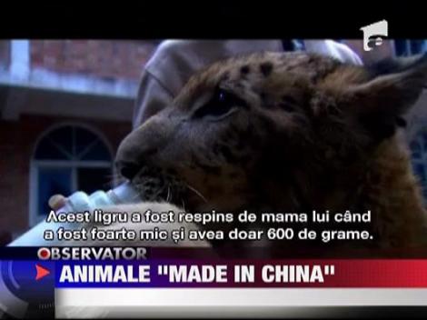 Animale "made in china"! Ligrul