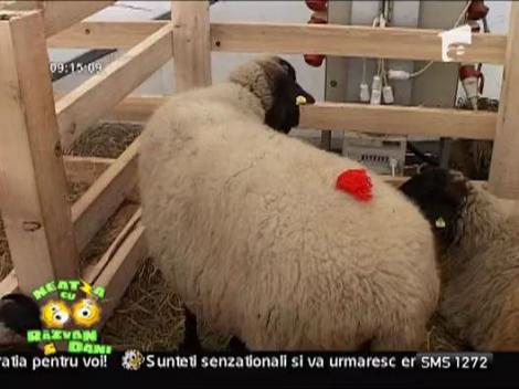 Materian Duta printrei oi