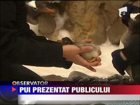 Pui de pinguin, prezentat publicului