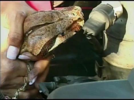 Un sarpe de 3 metri in motorul masinii
