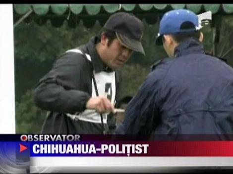 Chihuahua politist!