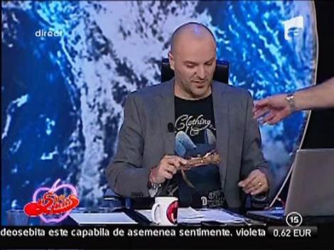 Adelina si Mitoseru au cei mai tari catei