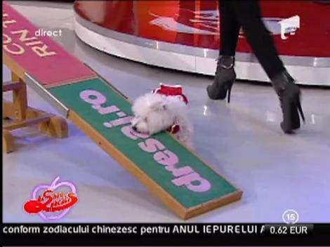 Cateii Adelinei Pestritu in concurs