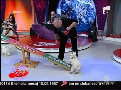 Cainele lui Mircea N. Stoian in concurs