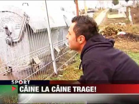 Caine la caine trage!