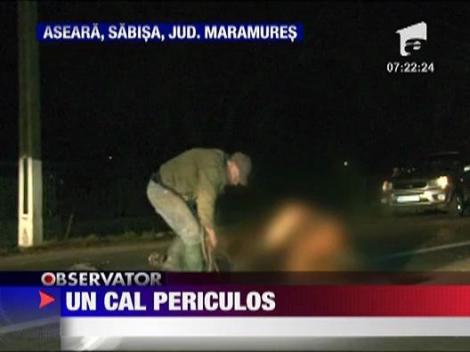 Cal spulberat de o masina pe o sosea din Maramures