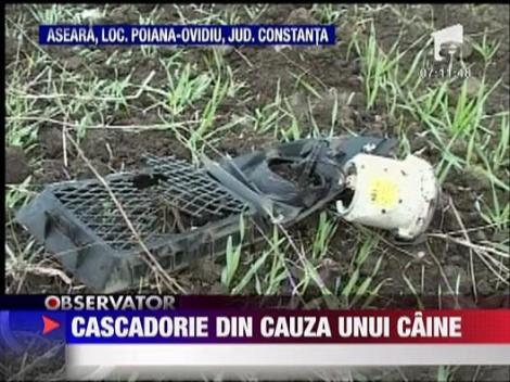 Cascadorie din cauza unui caine