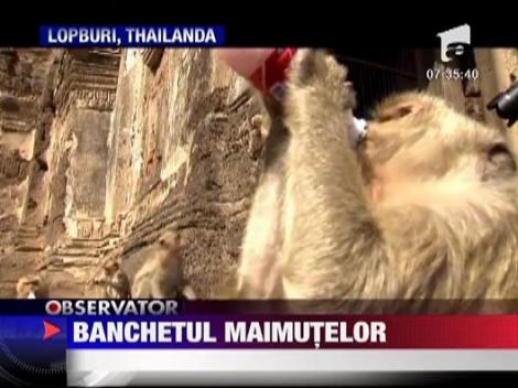 Banchetul maimutelor