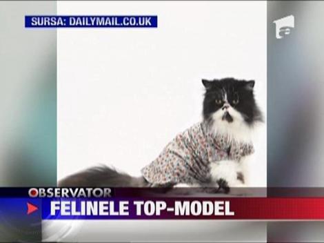 Felinele top-model