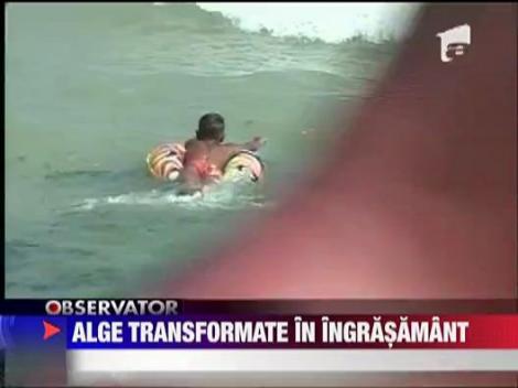 Alge transformate in ingrasamant