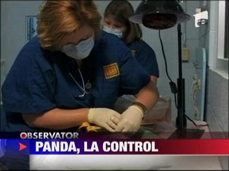 Pui de urs panda, la control