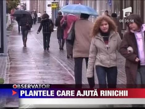 Plantele care ajuta rinichii