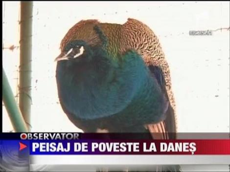 Peisaj de poveste la Danes