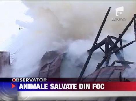 Animale salvate din foc