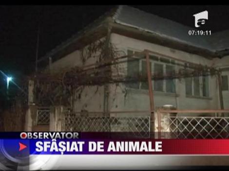 Sfasiat de animale