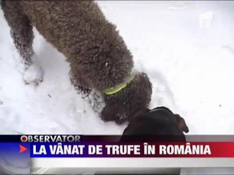 La vanatoare de trufe romanesti