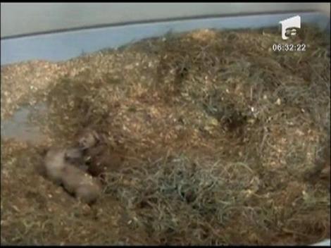 Gradina zoologica din Washington are doua noi vedete