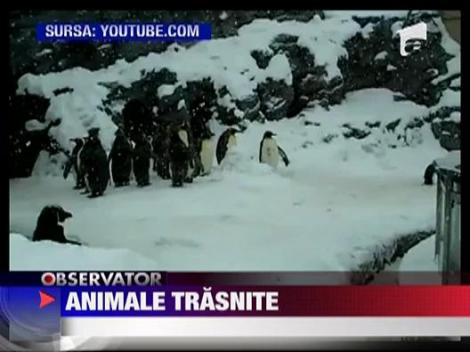 Animale trasnite