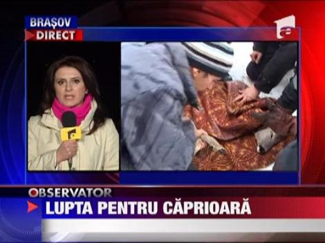 Lupta cu final trist pentru caprioara din Sinaia