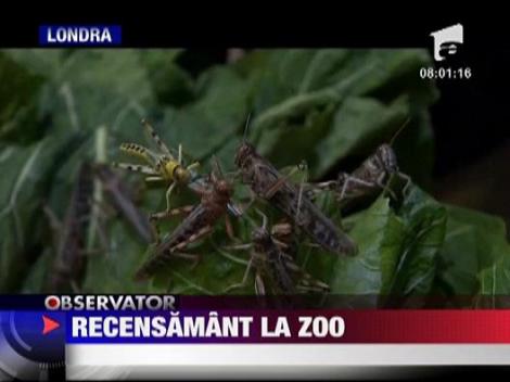 Recensamantul animalelor la Londra