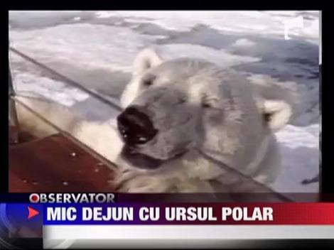 Mic dejun cu ursul polar