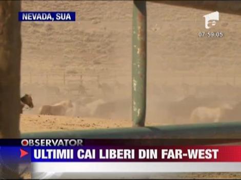Ultimi cai liberi din far-west