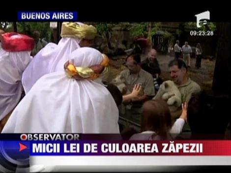Micii lei de culoarea zapezii
