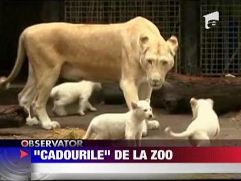 Lei albi, vedete in Argentina