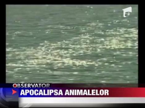 Apocalipsa animalelor