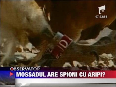 Vultur suspectat de spionaj in Arabia Saudita