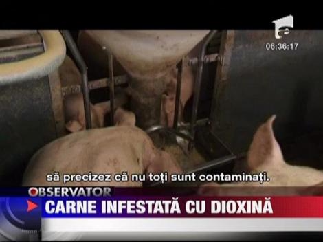 Porci contaminati cu dioxina in Germania