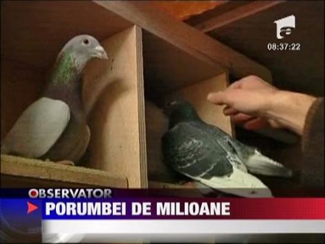 Porumbei vanduti la o licitatie in Belgia cu peste 1,3 milioane de euro