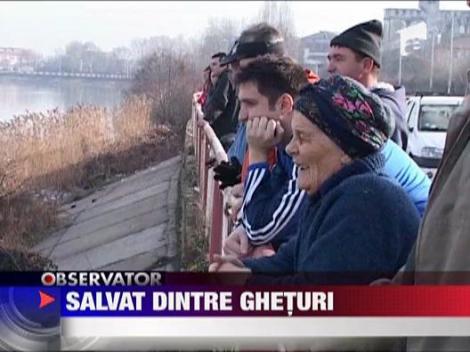 Caine salvat dintre gheturi