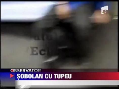 Sobolan cu tupeu
