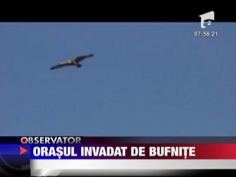 Orasul invadat de bufnite