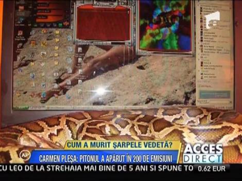 Cum a murit sarpele Kaa, pitonul lui Carmen Plesea?