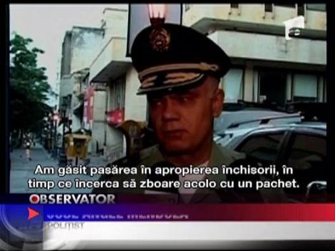 Porumbelul traficant de droguri