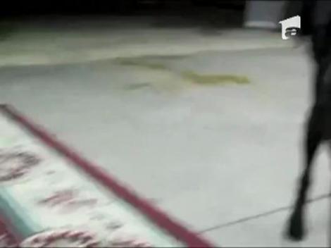 Pisica blanda zgarie rau... din acvariu