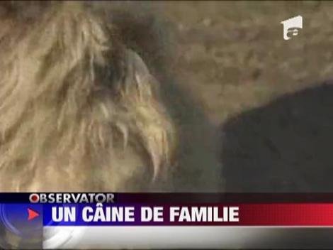 Un caine si-a regasit stapana dupa 4 ani