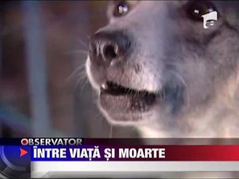 10 medici au operat-o pe femeia sfasiata de caini