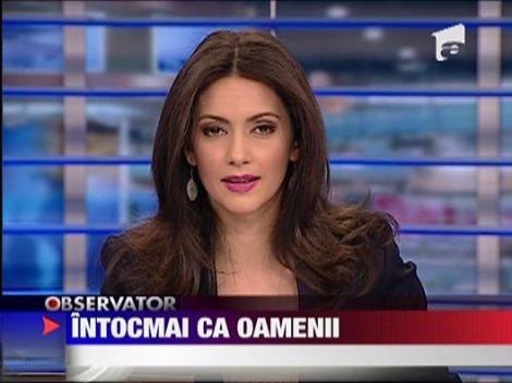 Gorila care merge in doua picioare