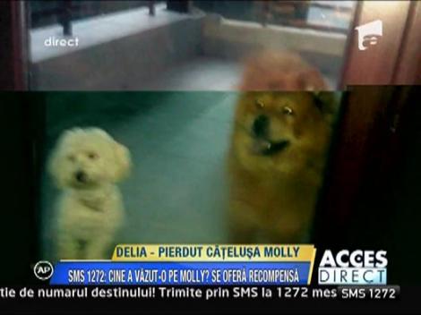 Delia a pierdut-o pe Molly si ofera recompensa mare