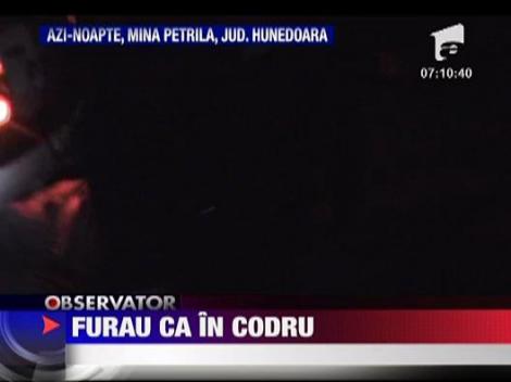 Furturi ca-n codru la mina Petrila