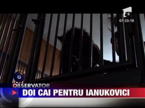 Ianukovici a primit doi cai frumosi