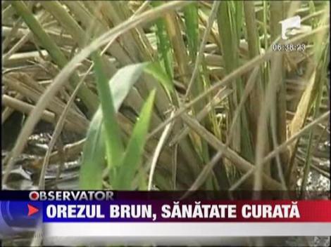 Felicia: Orezul brun, sanatate curata