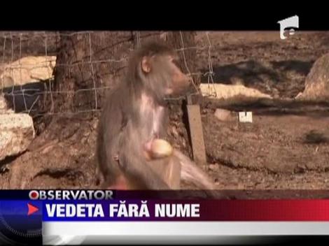 Pui de babuin, portocaliu